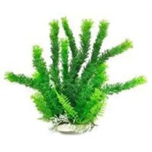 Aquatop Aquatic Supplies - Cabomba Like Aquarium Plant