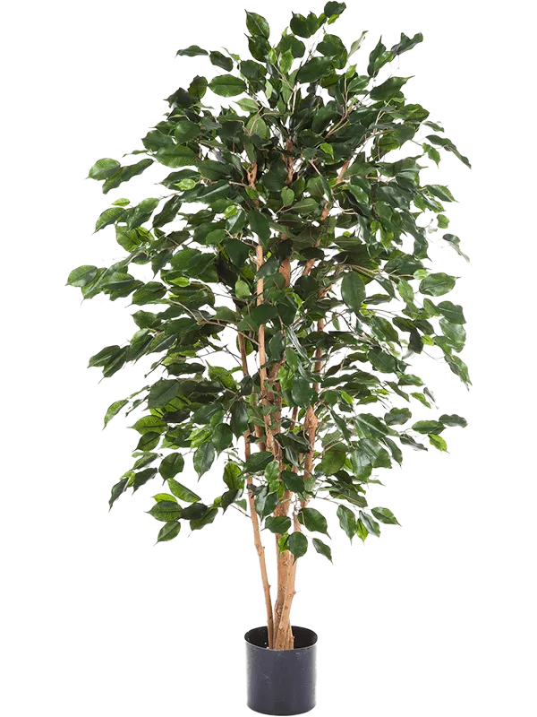 Ficus Exotica Artificial Plant Premium Faux 150cm Height