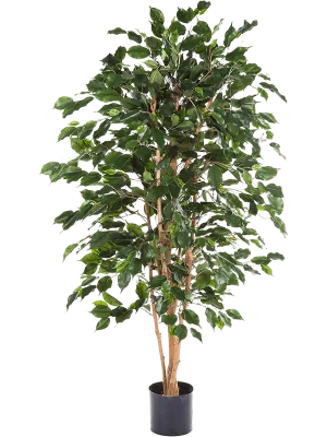 Ficus Exotica Artificial Plant Premium Faux 150cm Height