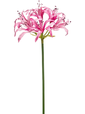 Nerine Artificial Plant Premium Faux 75cm Height