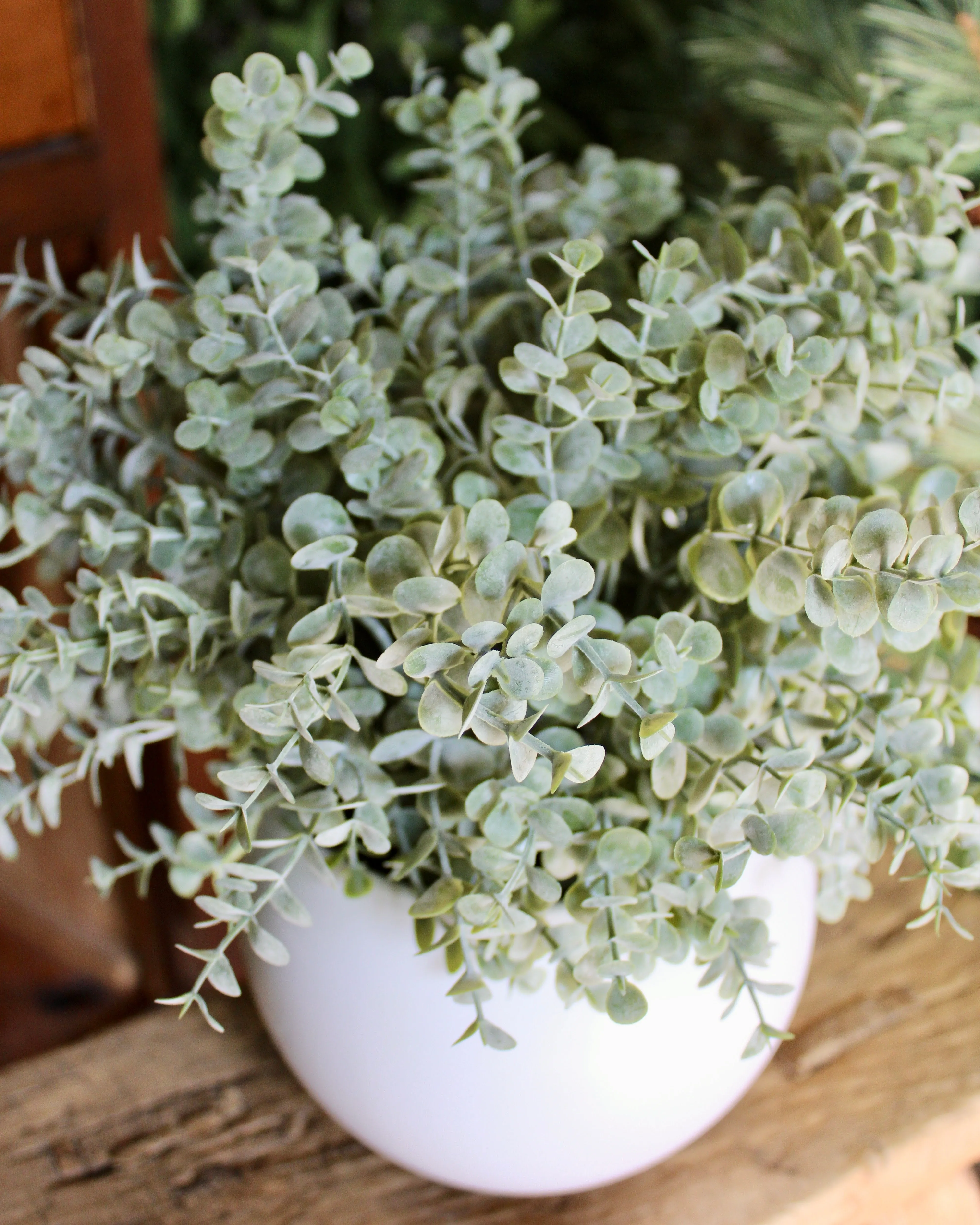 Potted Grey Green Eucalyptus Bush