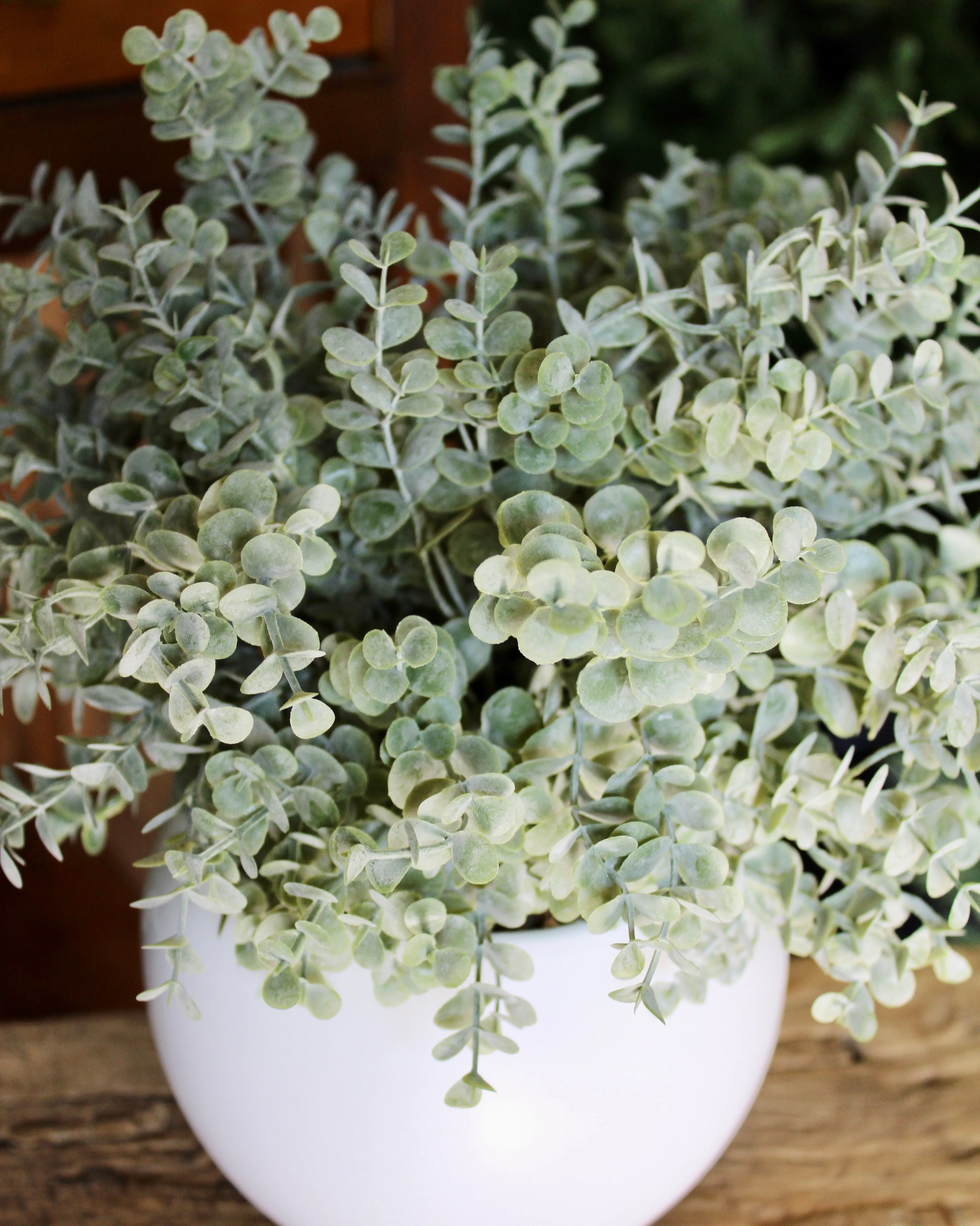 Potted Grey Green Eucalyptus Bush