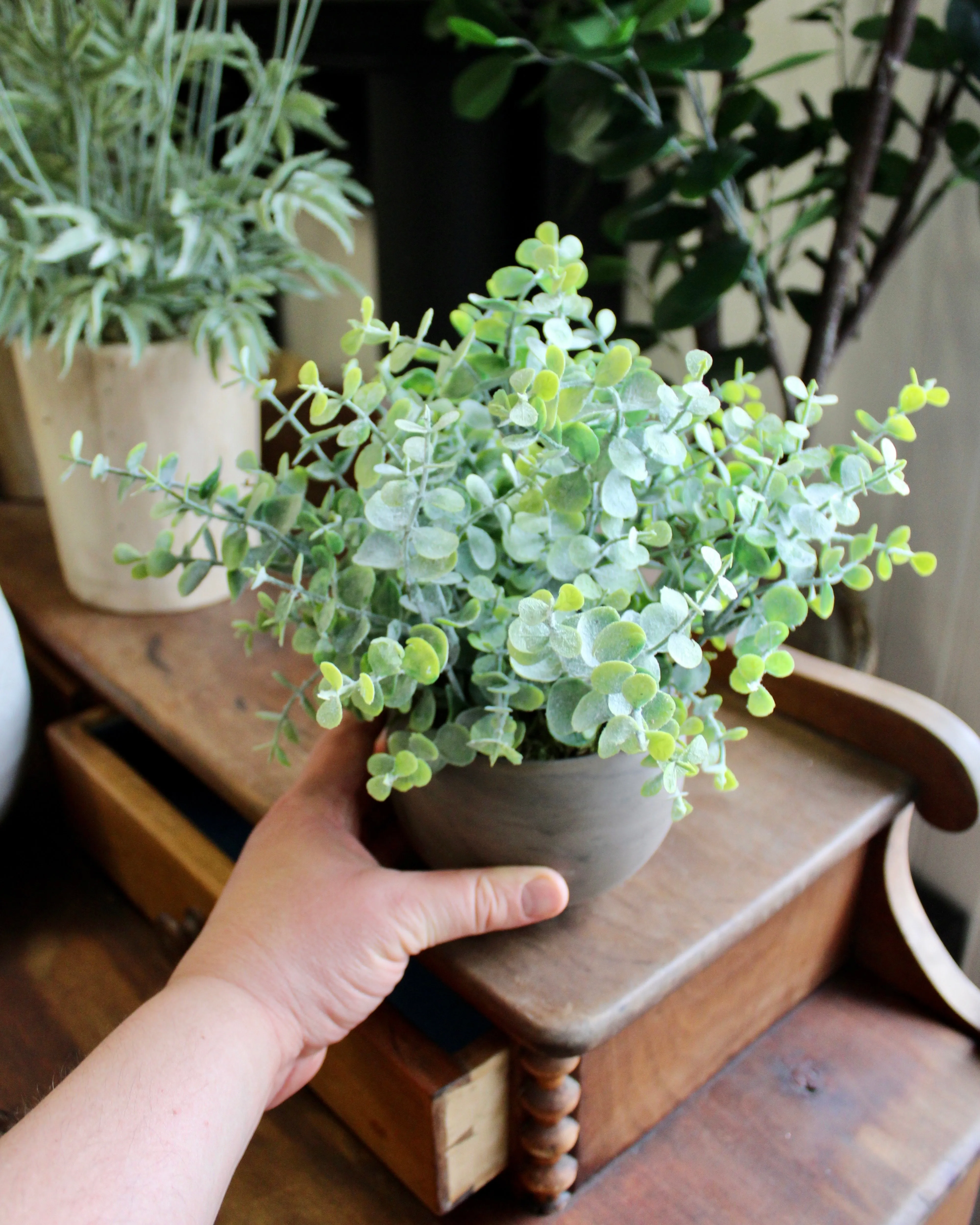 Potted Mini Eucalyptus Bush