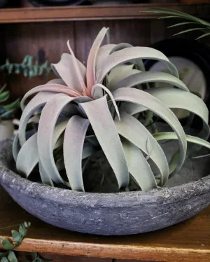 Tillandsia Plant (Air Plant) Large