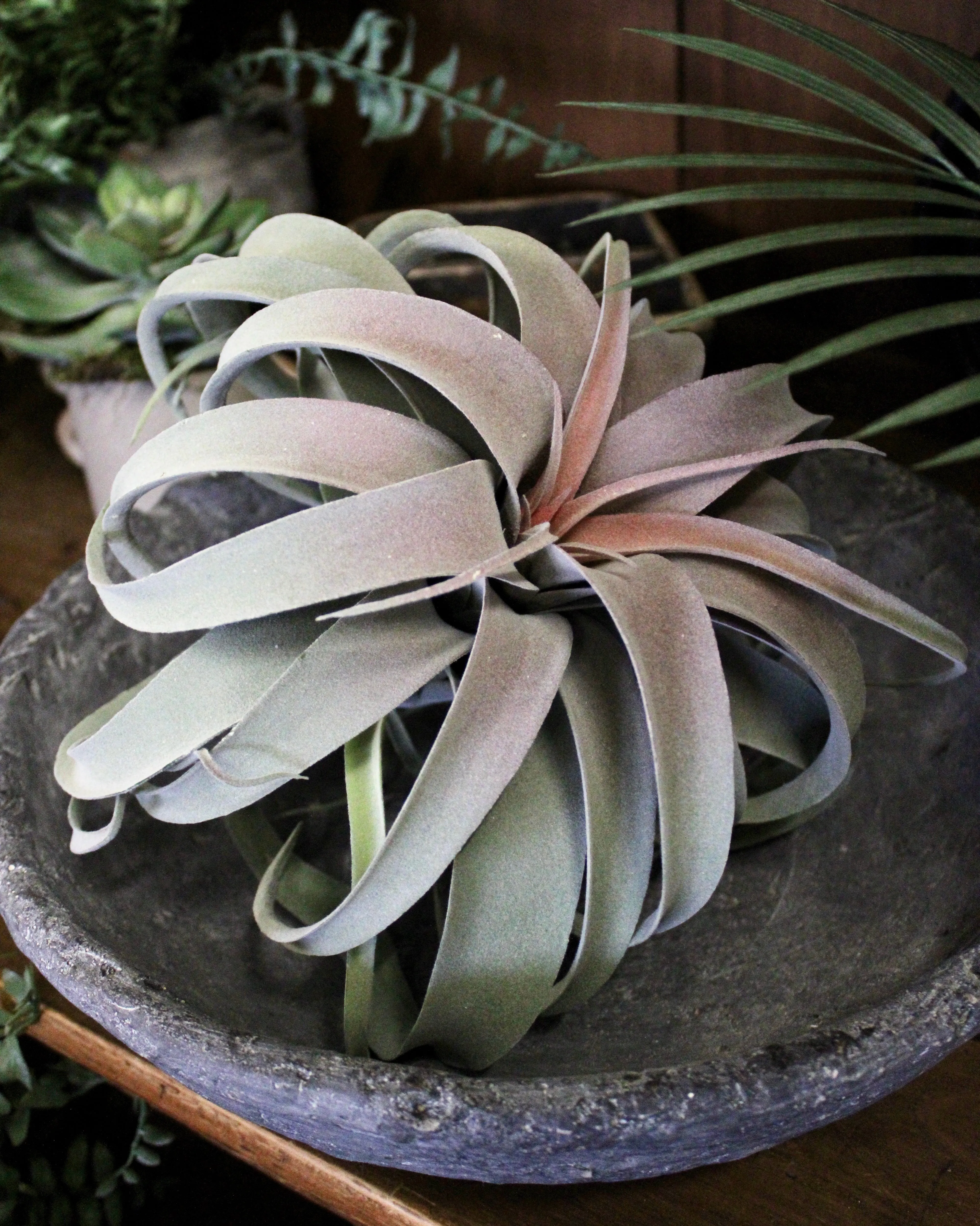 Tillandsia Plant (Air Plant) Large