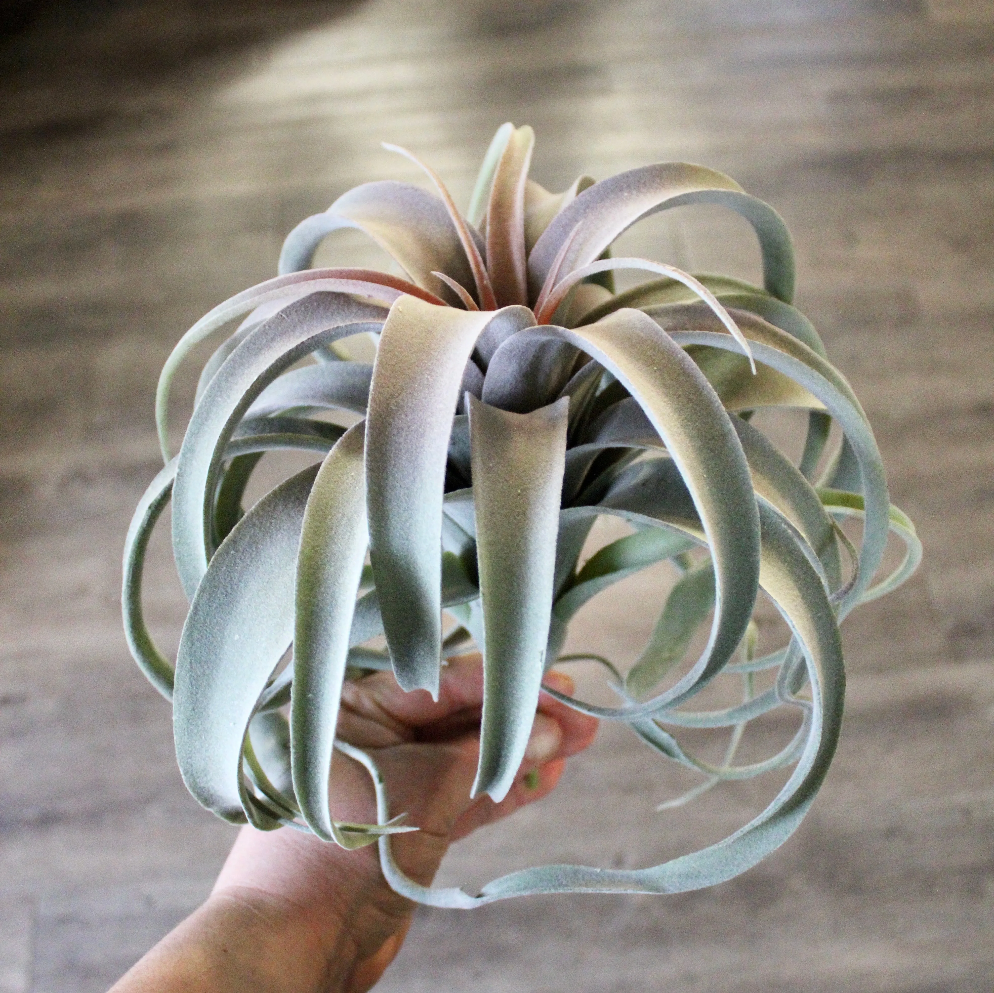 Tillandsia Plant (Air Plant) Large