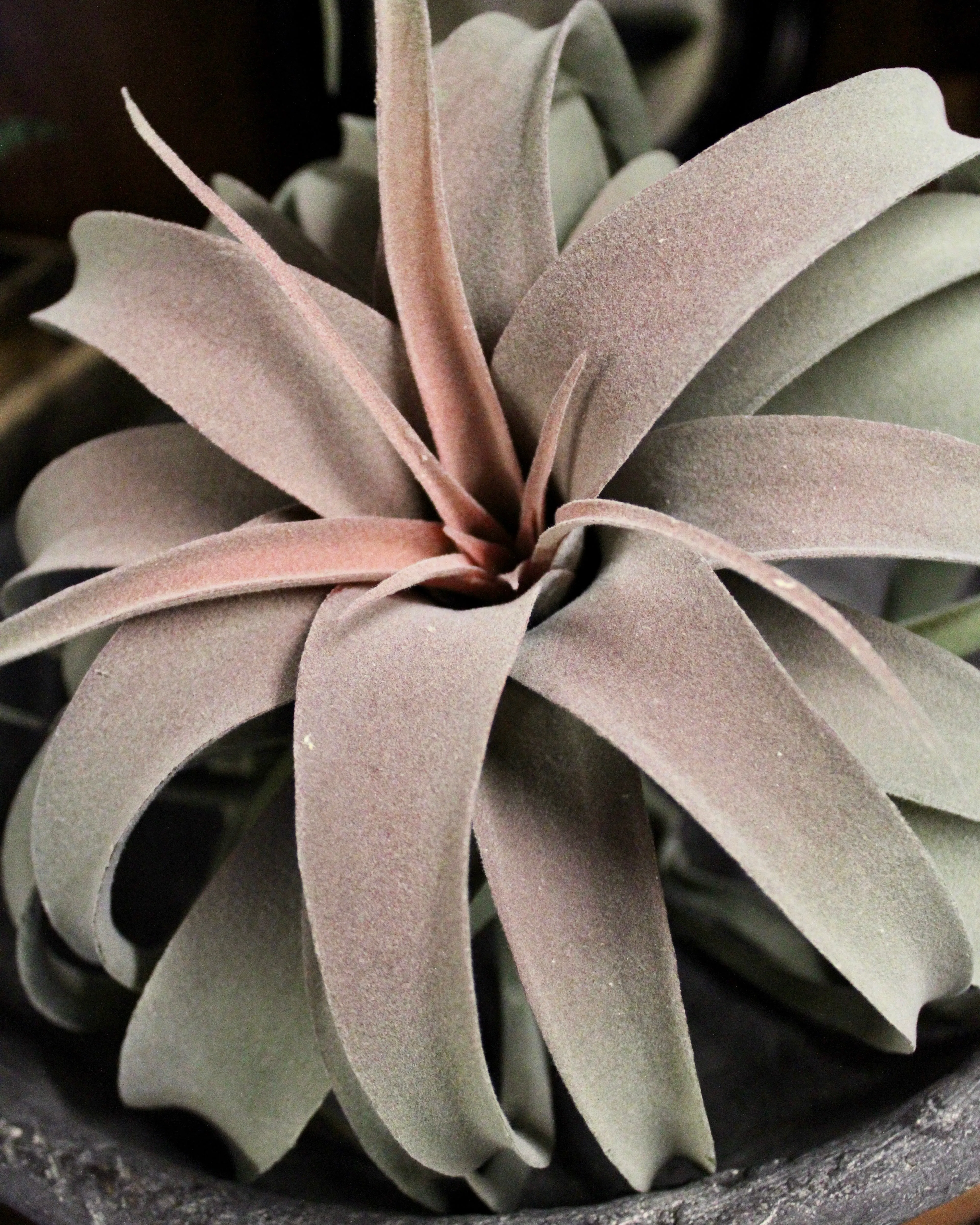 Tillandsia Plant (Air Plant) Large