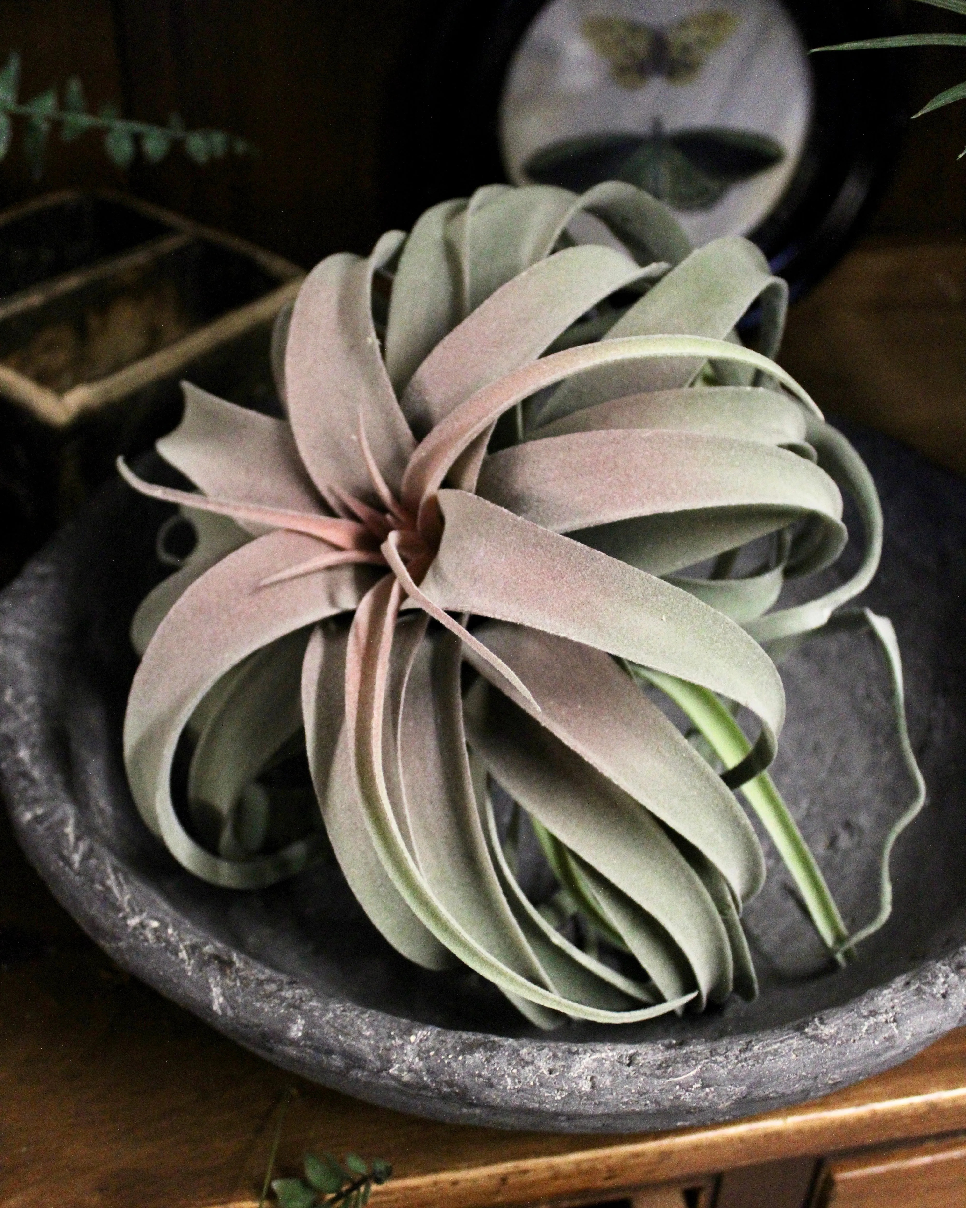 Tillandsia Plant (Air Plant) Large