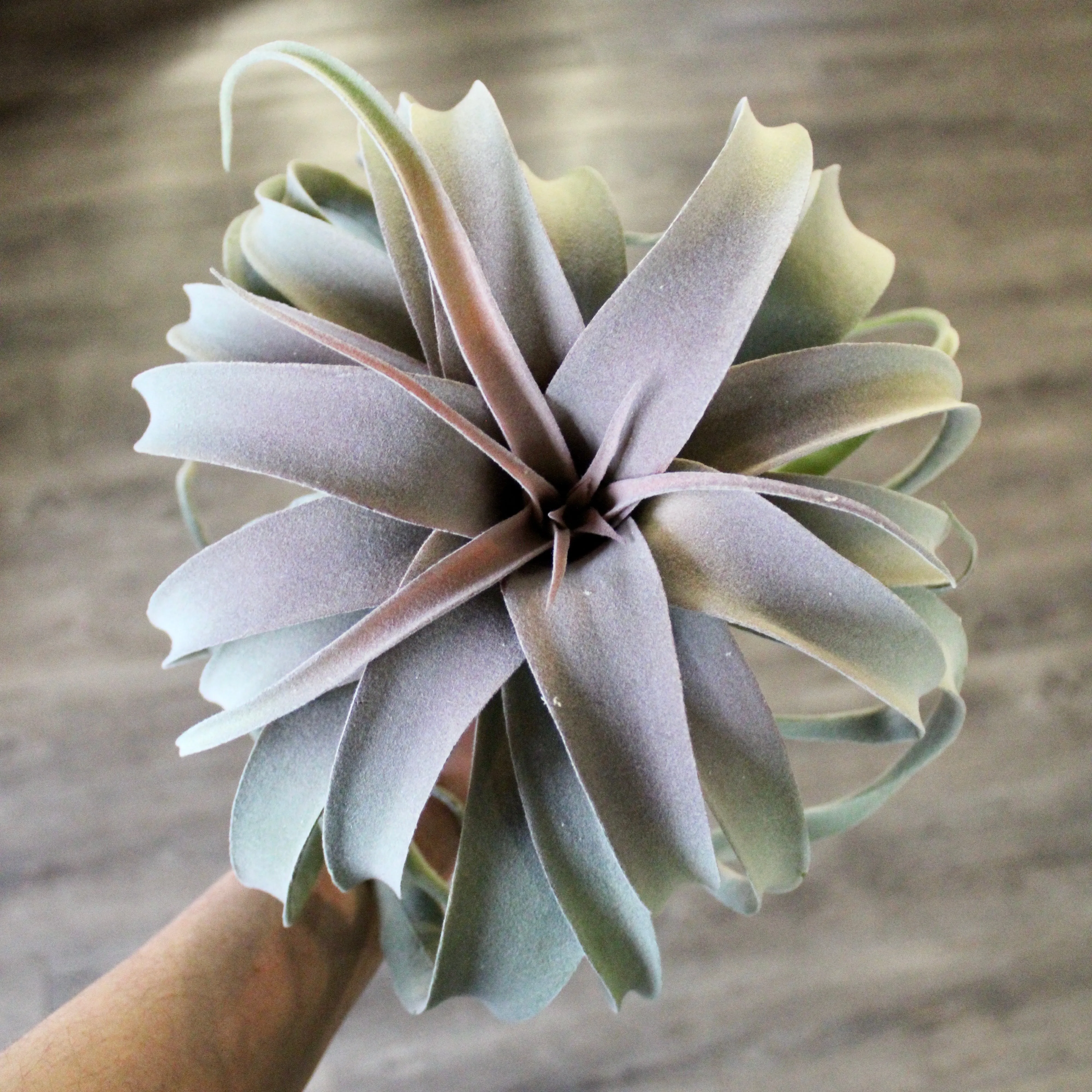 Tillandsia Plant (Air Plant) Large