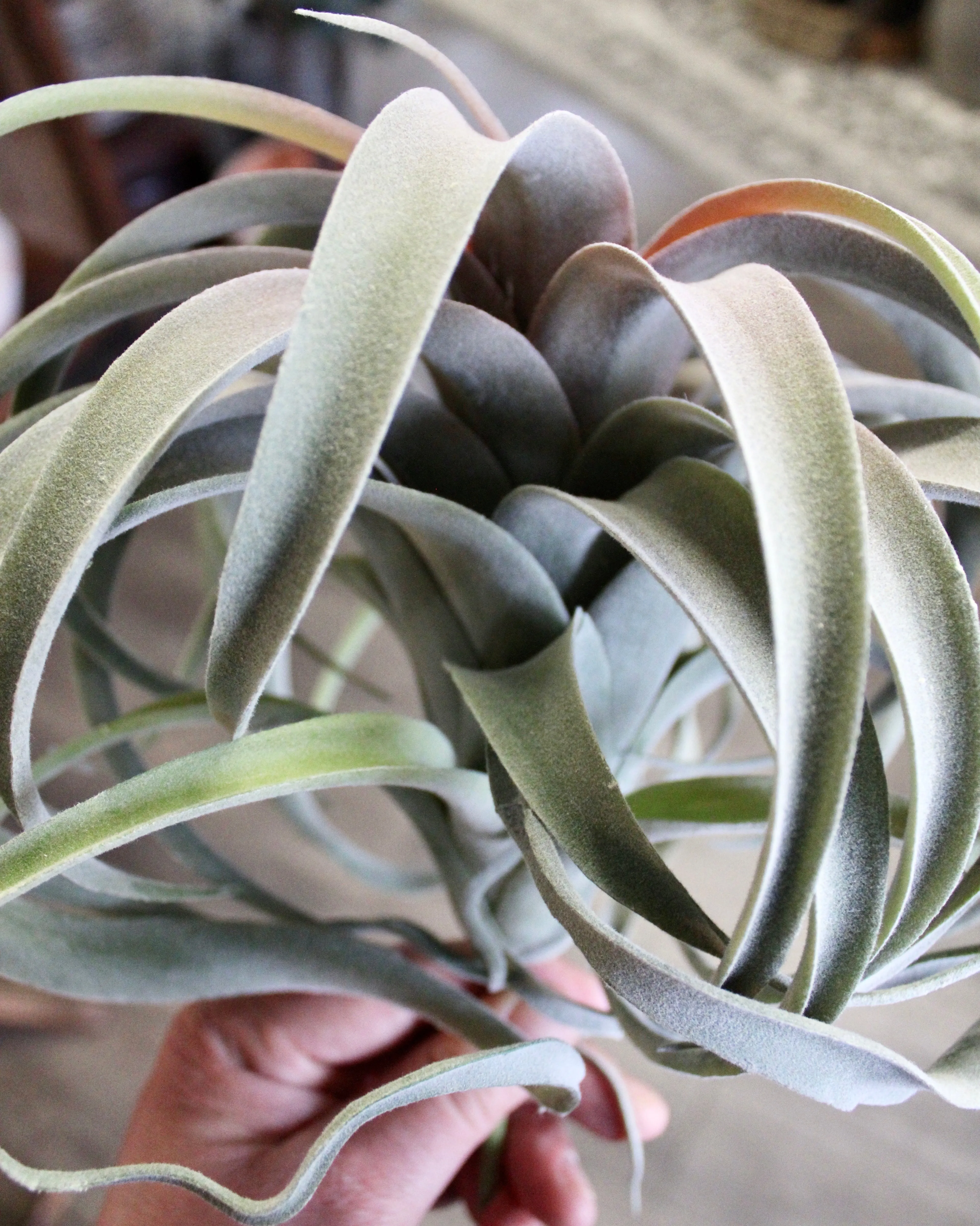 Tillandsia Plant (Air Plant) Large