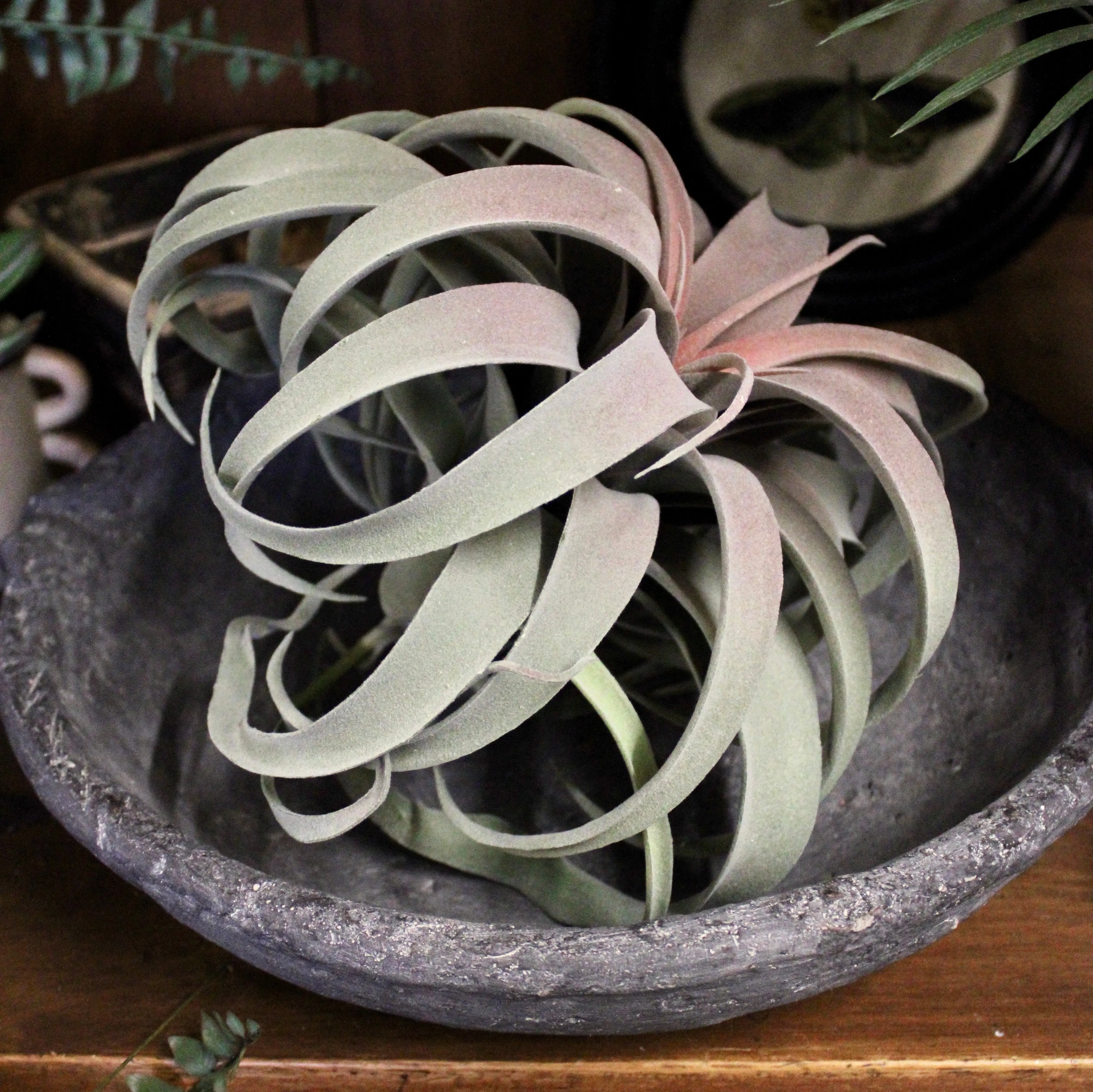 Tillandsia Plant (Air Plant) Large