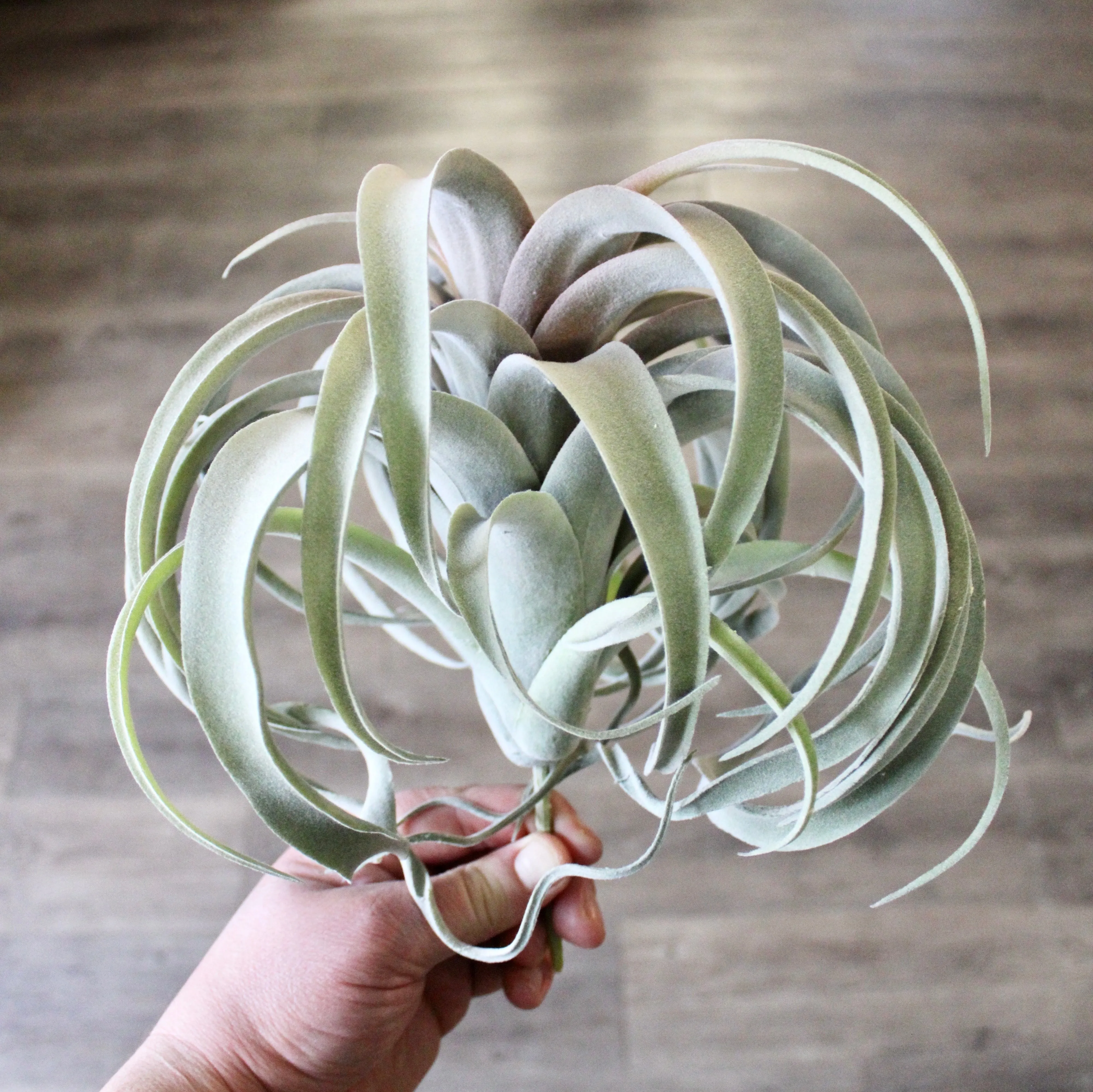 Tillandsia Plant (Air Plant) Large