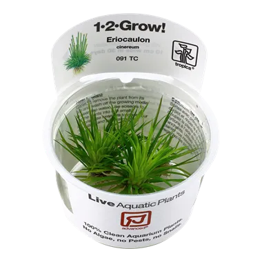 Tropica Eriocaulon cinereum 1-2-Grow